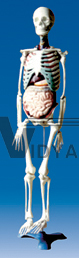 The model of relation between human skeleton and viscera